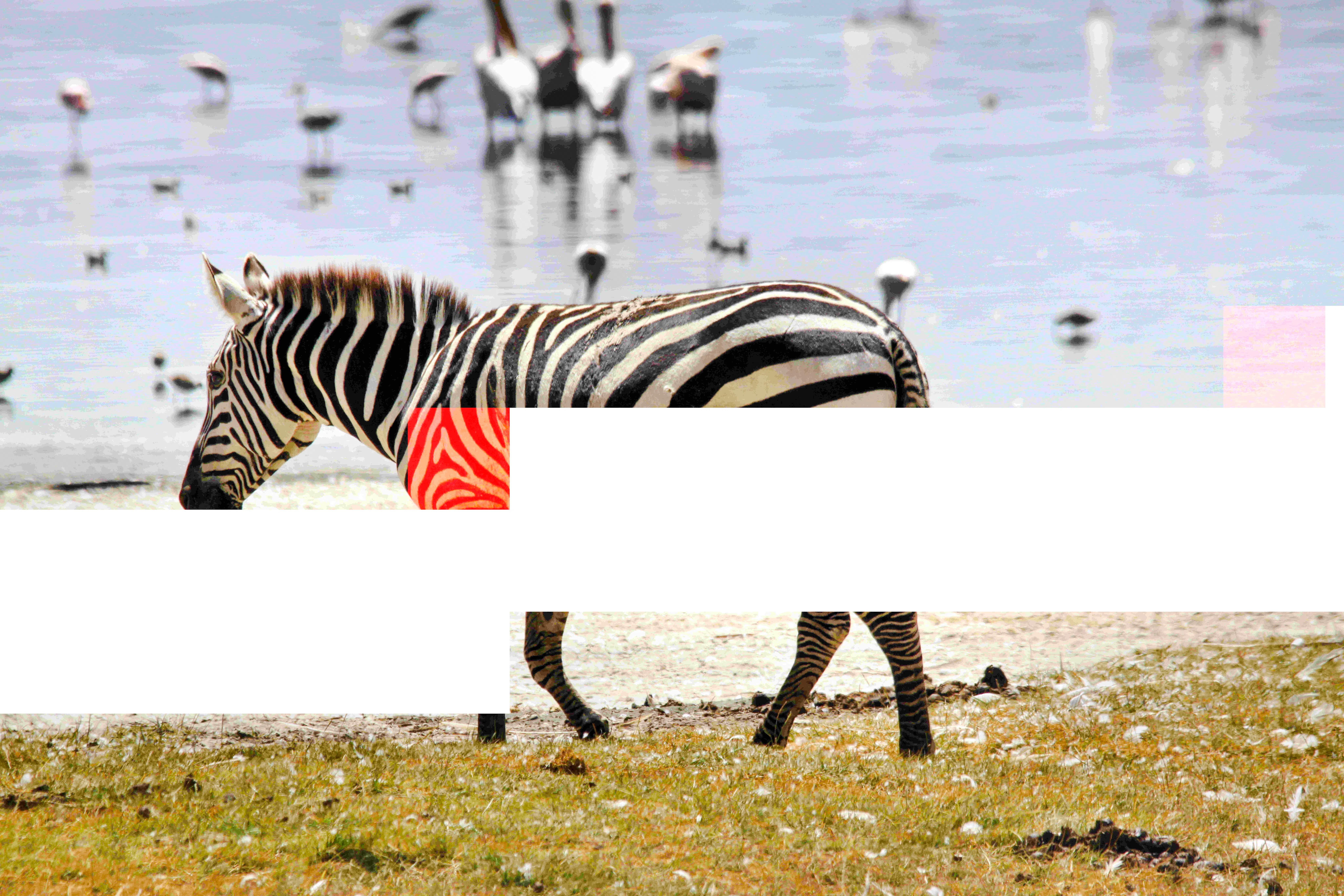 Zebra grazing near a waterhole in Serengeti National Park, Tanzania.