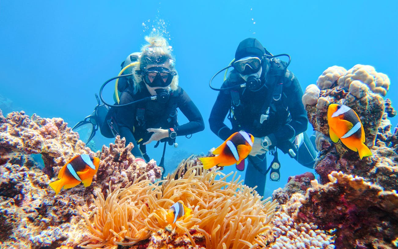 Scuba divers observing clownfish among coral in the Red Sea, Ras Mohamed, Sharm El-Sheikh.