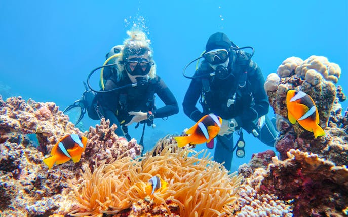 Scuba divers observing clownfish among coral in the Red Sea, Ras Mohamed, Sharm El-Sheikh.