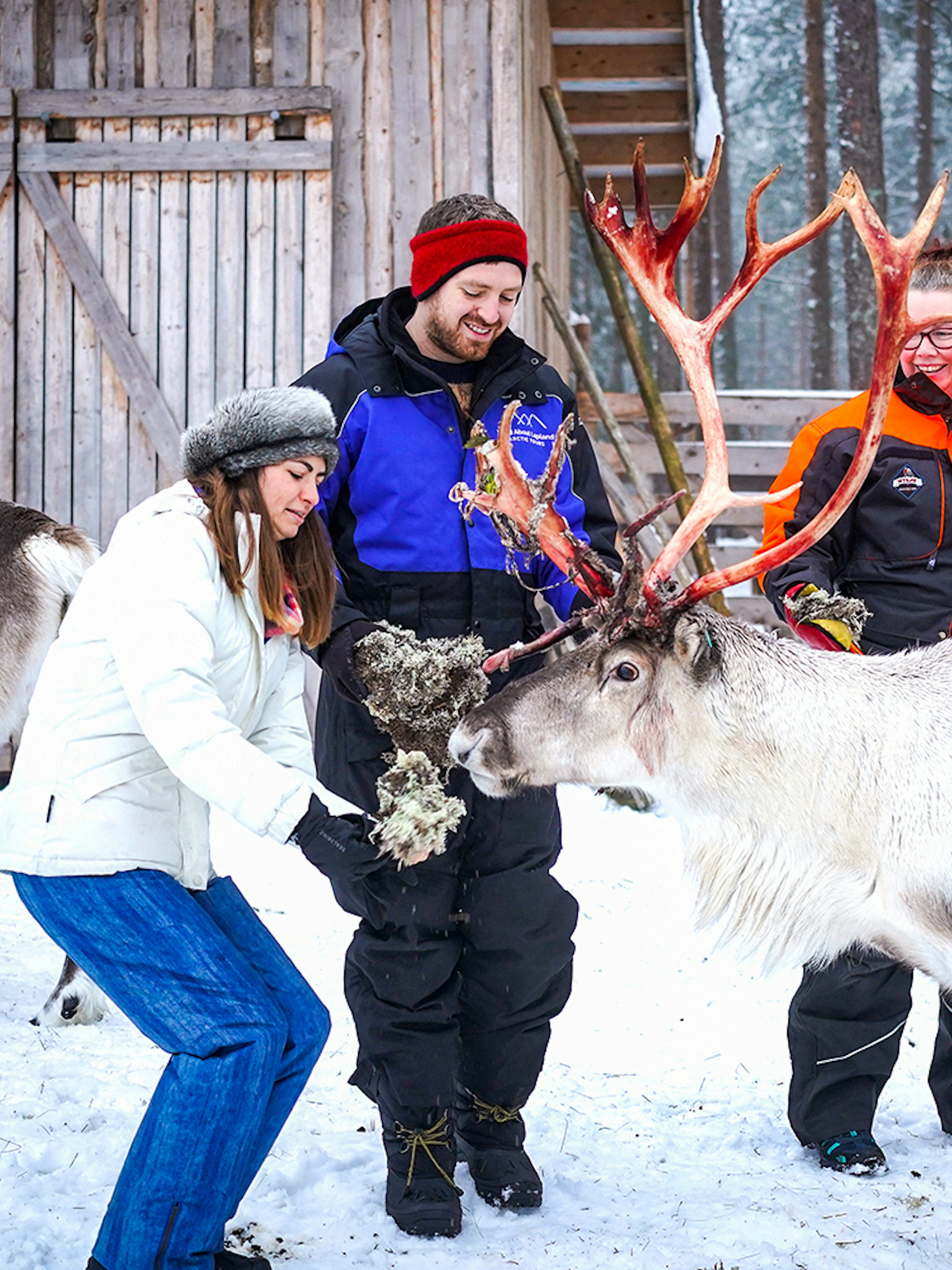 Visitors feeding reindeer at a farm in Rovaniemi during a reindeer safari experience.