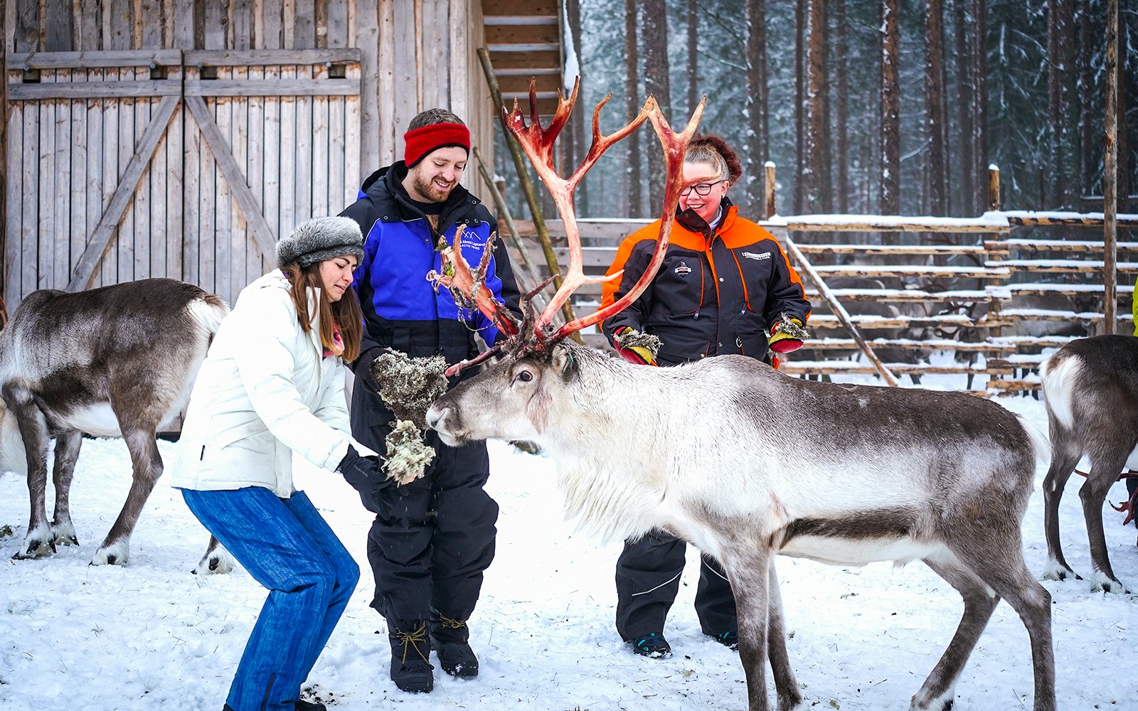 Visitors feeding reindeer at a farm in Rovaniemi during a reindeer safari experience.