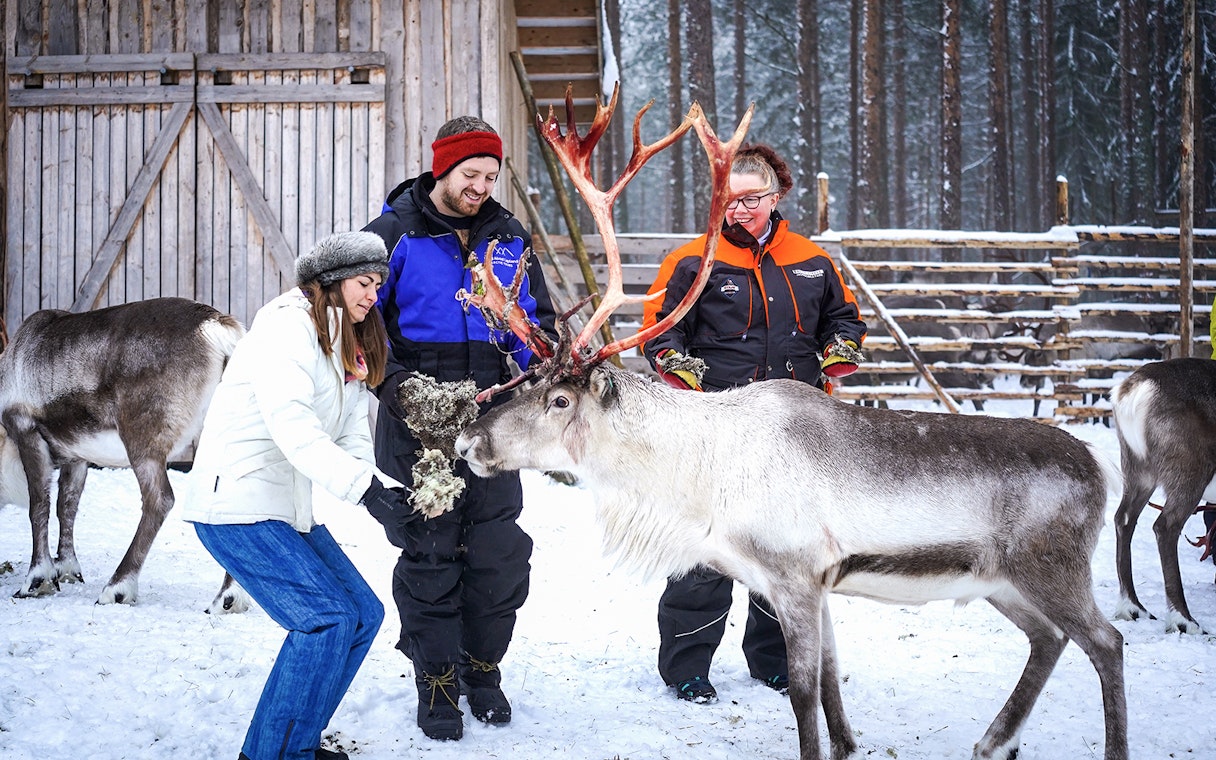 Visitors feeding reindeer at a farm in Rovaniemi during a reindeer safari experience.