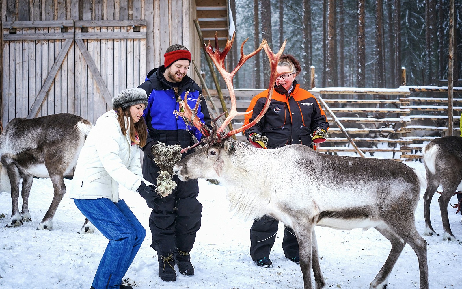 Visitors feeding reindeer at a farm in Rovaniemi during a reindeer safari experience.
