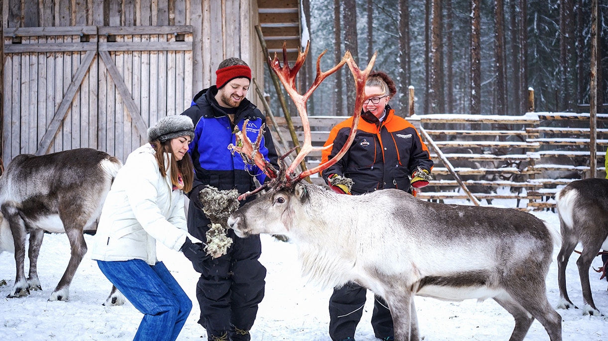 Visitors feeding reindeer at a farm in Rovaniemi during a reindeer safari experience.