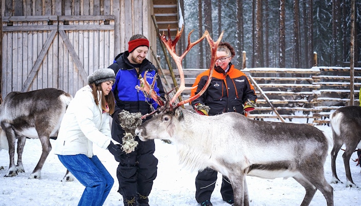 Visitors feeding reindeer at a farm in Rovaniemi during a reindeer safari experience.