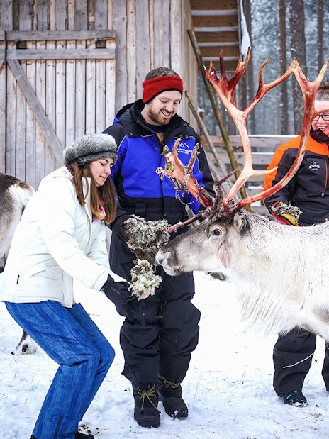 Visitors feeding reindeer at a farm in Rovaniemi during a reindeer safari experience.
