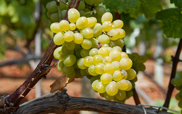 Grapes on a vine in a vineyard, related to wine tasting tour.