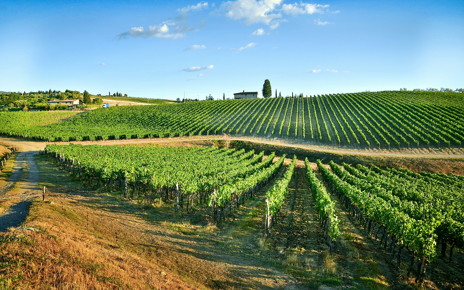 Vineyards in Chianti landscape during wine tasting tour.