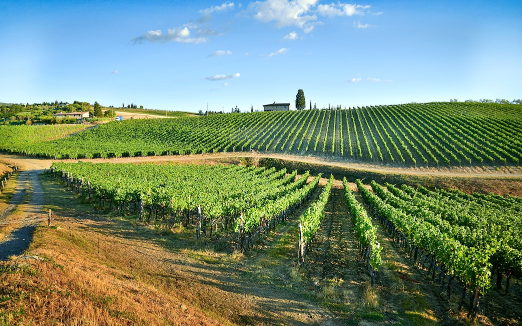 Vineyards in Chianti landscape during wine tasting tour.