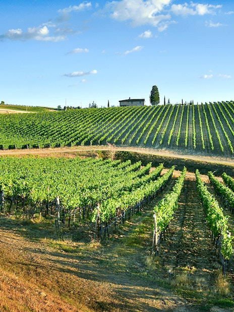 Vineyards in Chianti landscape during wine tasting tour.