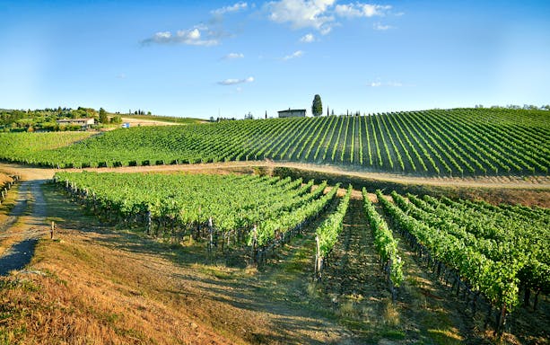 Vineyards in Chianti landscape during wine tasting tour.