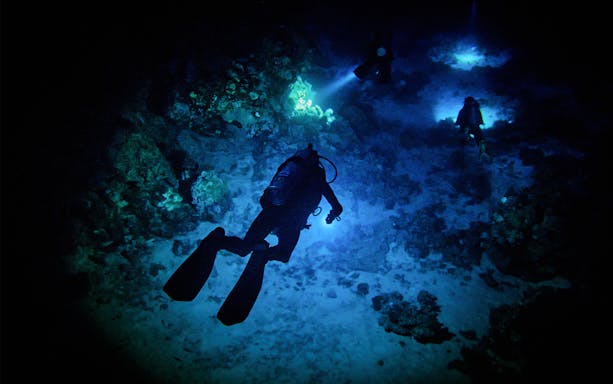 Scuba divers exploring coral reefs at night in Maui.
