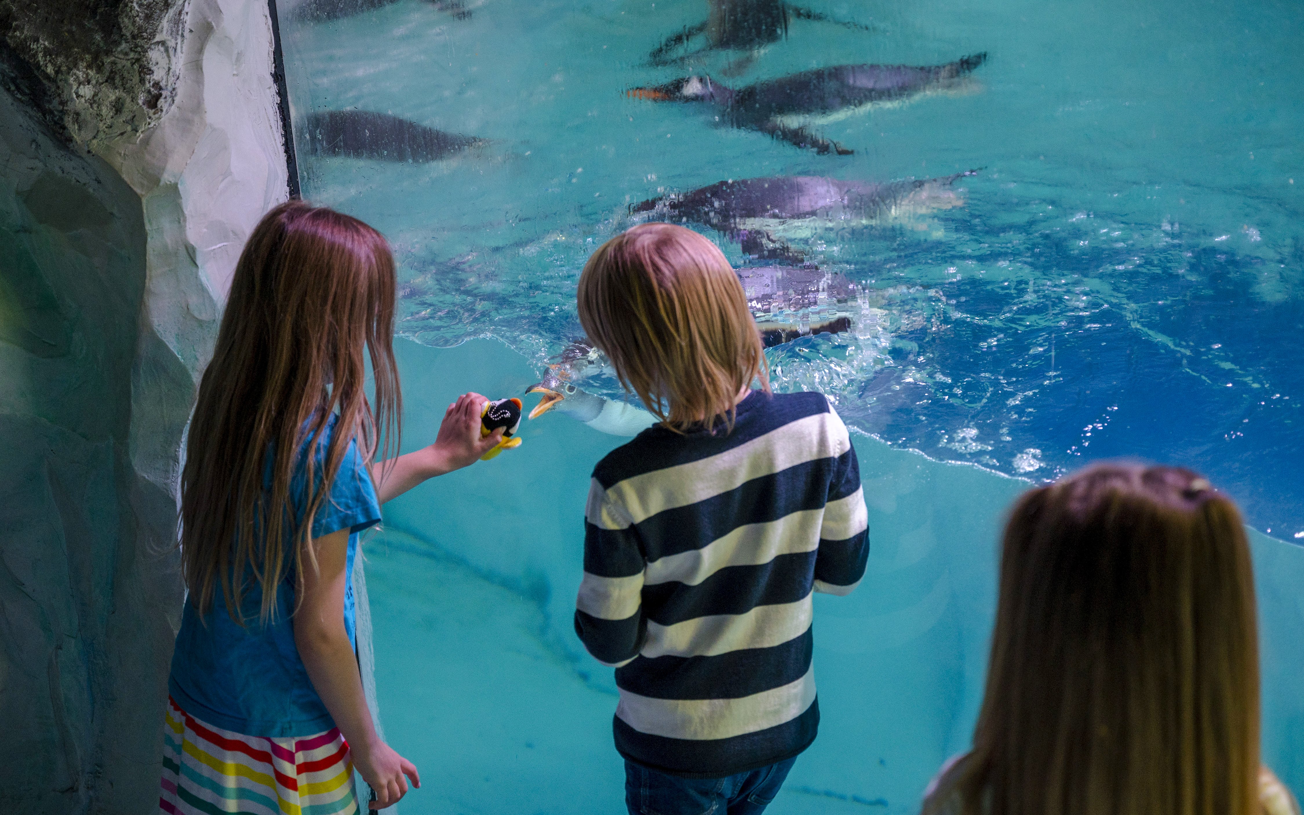 Children observing penguins at SEA LIFE Birmingham aquarium.