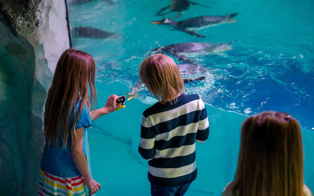 Children observing penguins at SEA LIFE Birmingham aquarium.