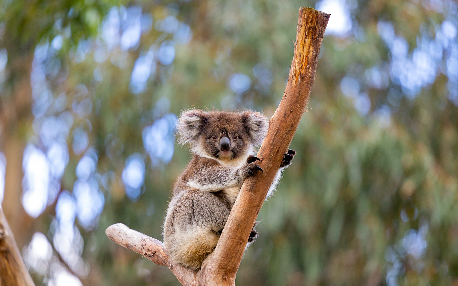 Koala Conservation Reservation