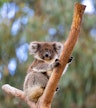 Koala Conservation Reserve