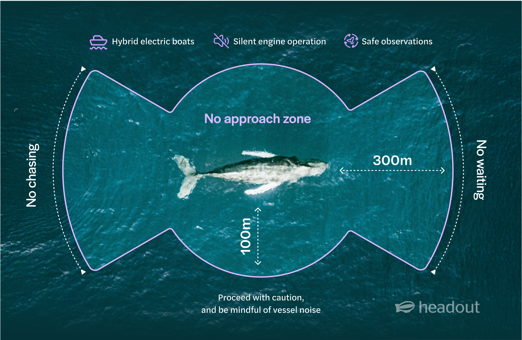 Whale watching tour infographic