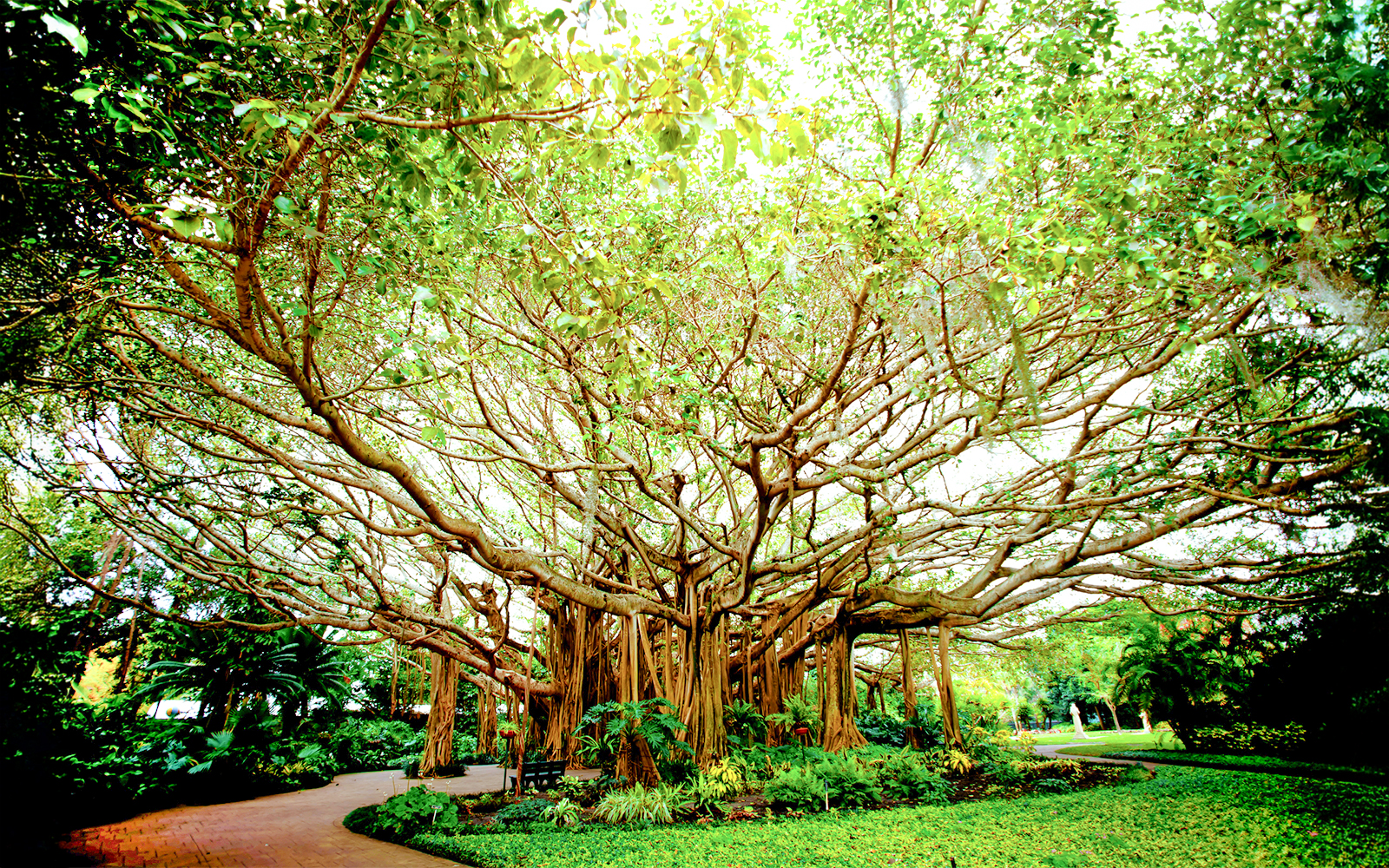 Cypress Gardens banyan tree at LEGOLAND Florida near Ferrari Build and Race Test Zone.