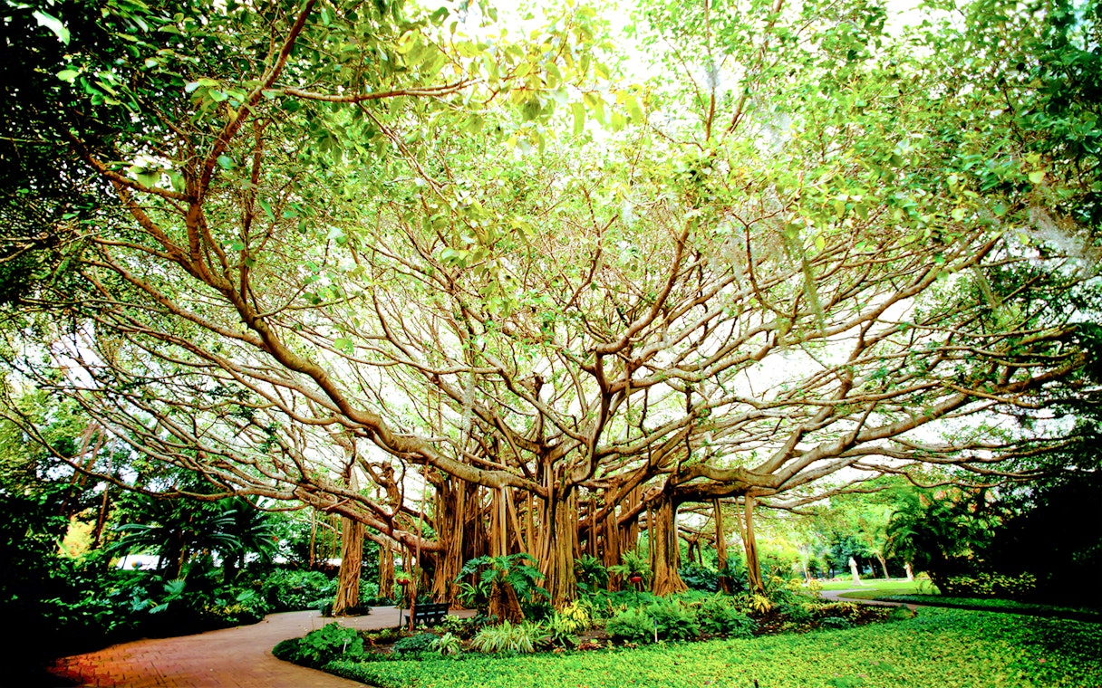 Cypress Gardens banyan tree at LEGOLAND Florida near Ferrari Build and Race Test Zone.