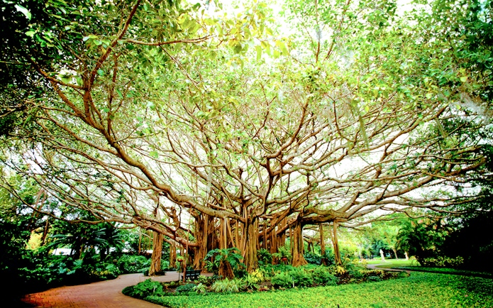 Cypress Gardens banyan tree at LEGOLAND Florida near Ferrari Build and Race Test Zone.