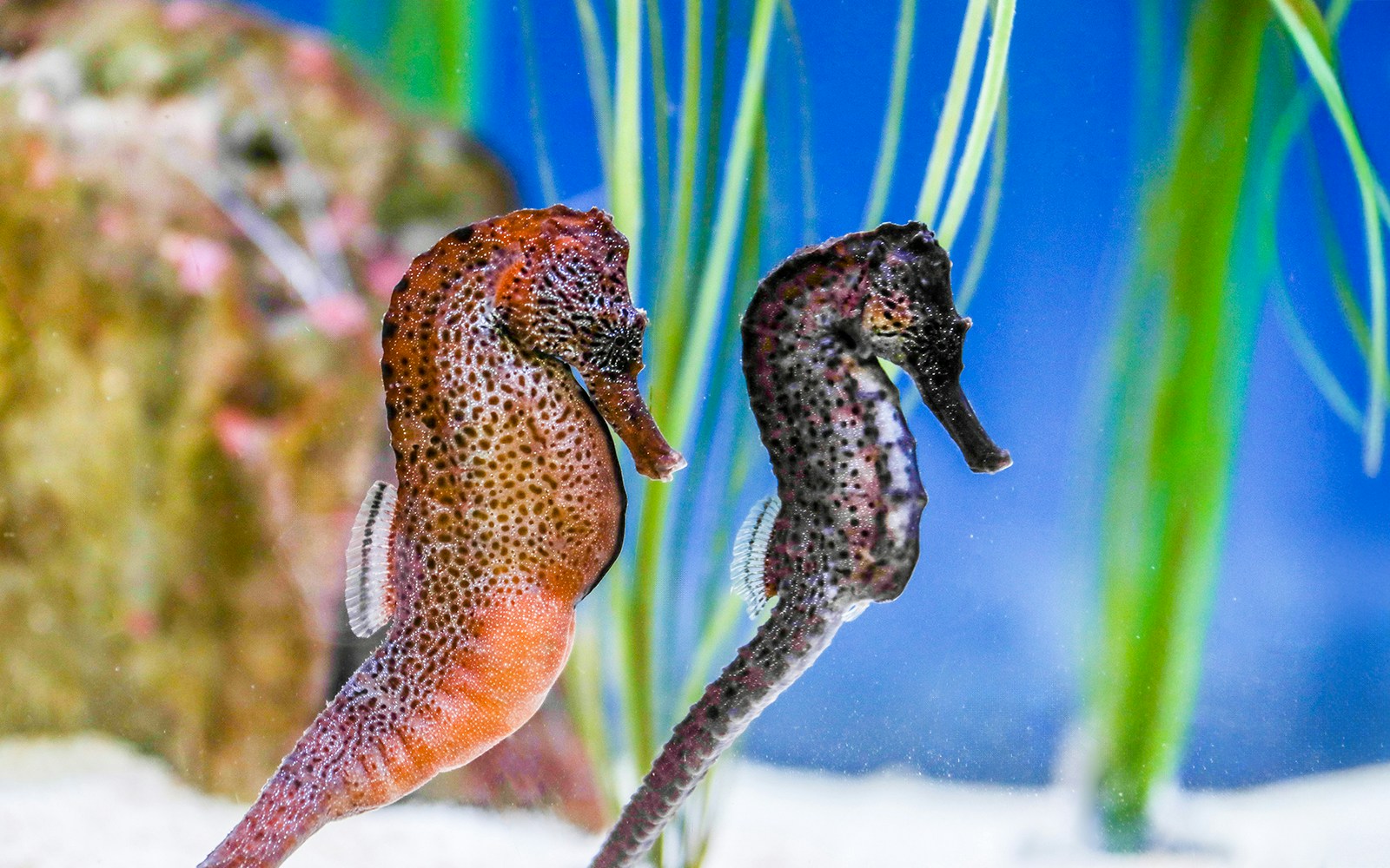 Seahorses in the Seahorses Zone at SEA LIFE Munich.