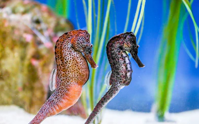 Seahorses in the Seahorses Zone at SEA LIFE Munich.