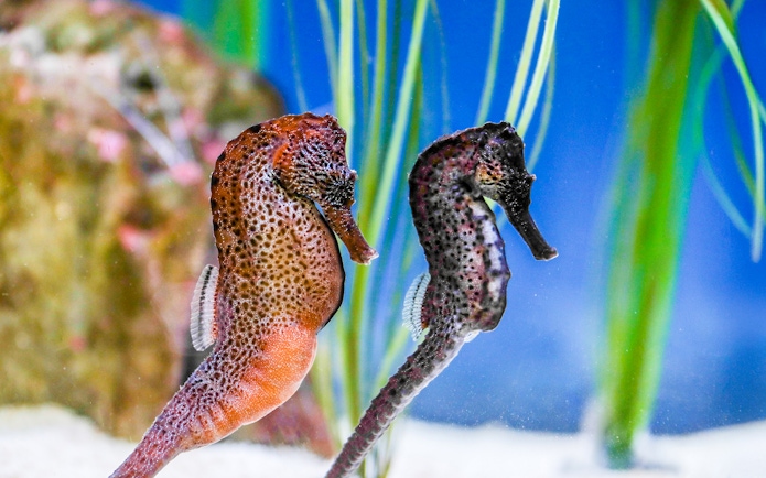 Seahorses in the Seahorses Zone at SEA LIFE Munich.