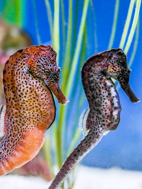 Seahorses in the Seahorses Zone at SEA LIFE Munich.