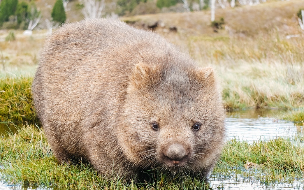 Wombat in Cradle Mountain National Park during guided walking tour.