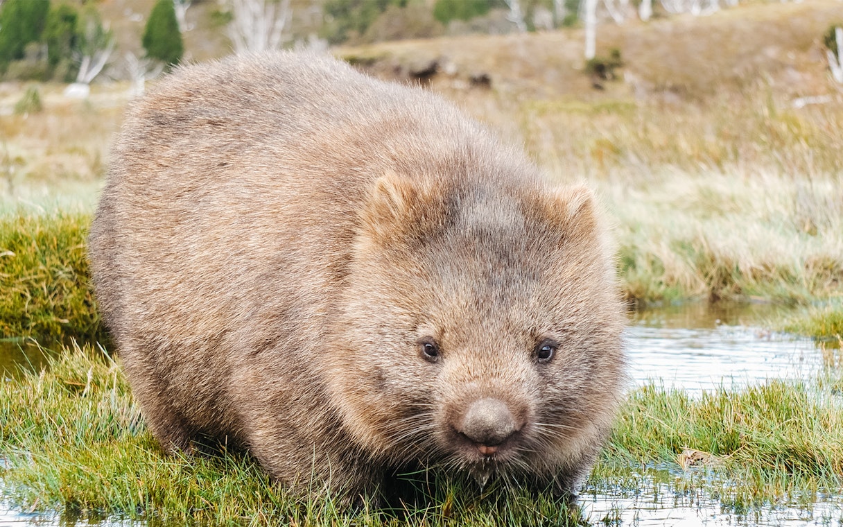 Wombat in Cradle Mountain National Park during guided walking tour.