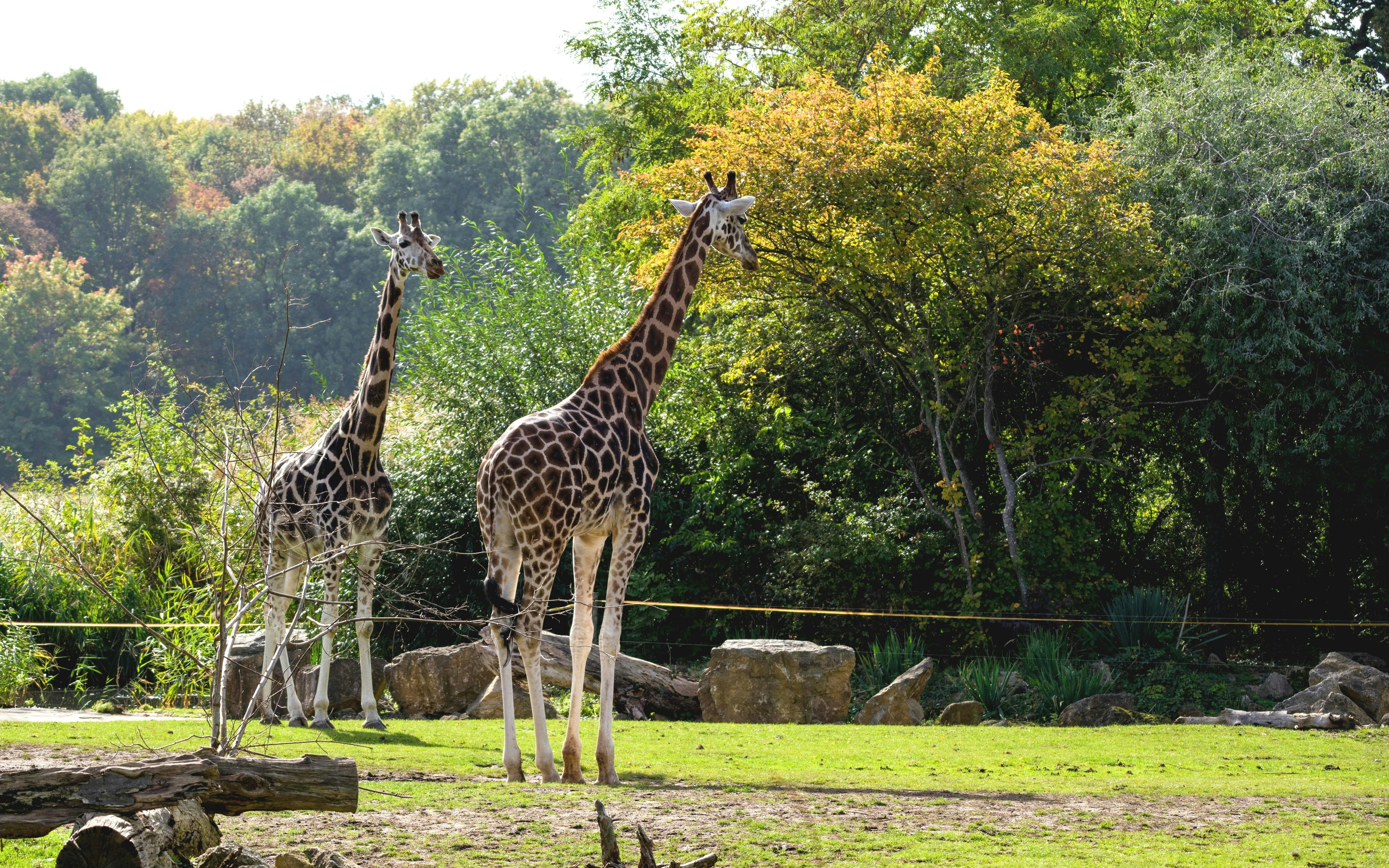 Two giraffes standing in a lush green area at Giraffe Centre, Nairobi.