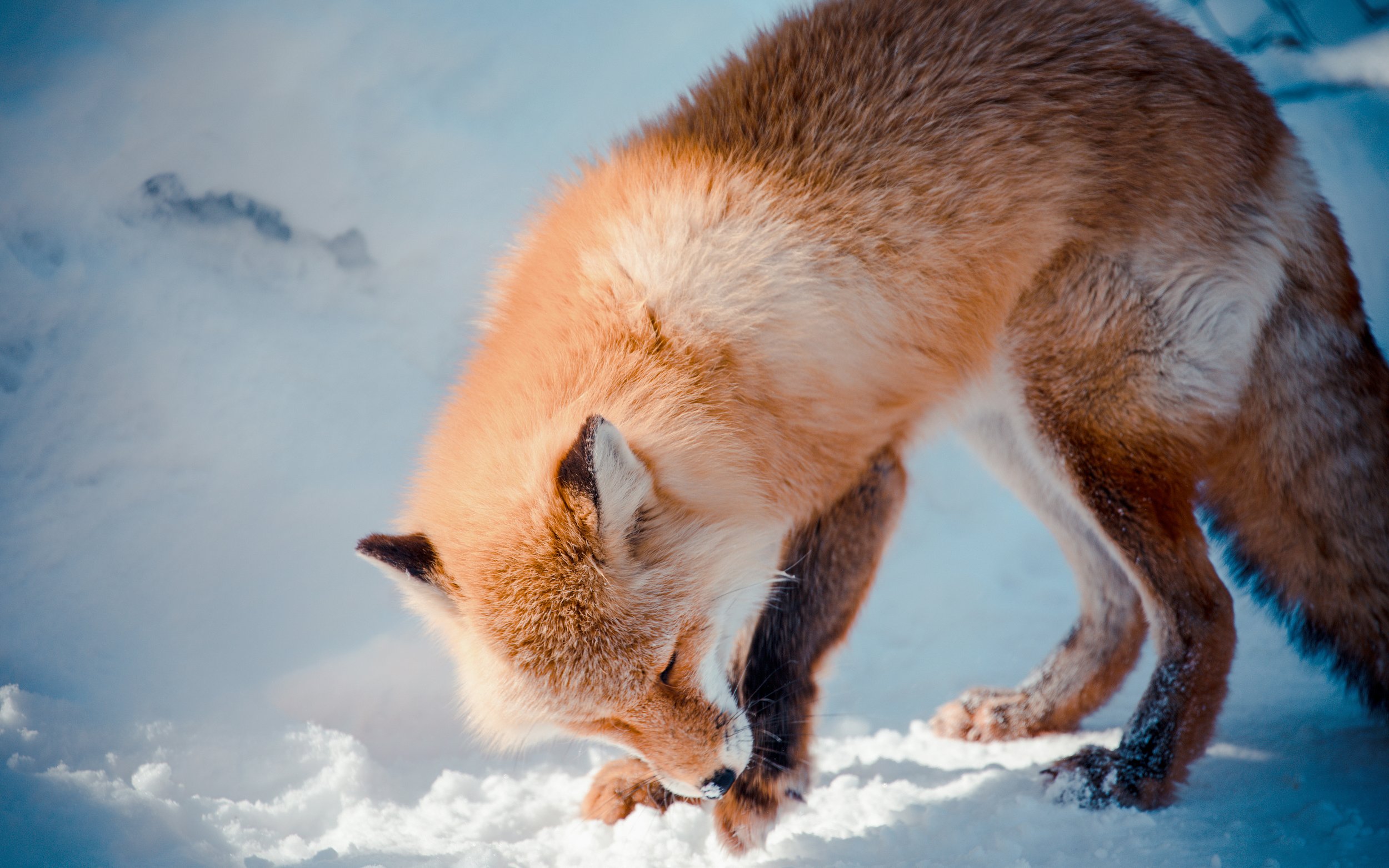 A fox in the snow at Asahiyama Zoo, Hokkaido, Japan.