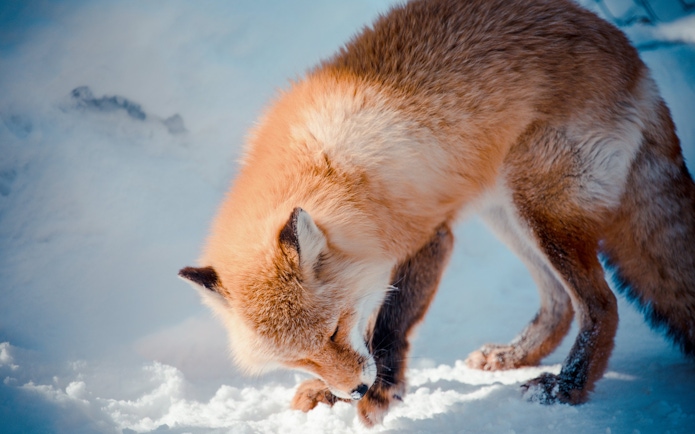 A fox in the snow at Asahiyama Zoo, Hokkaido, Japan.