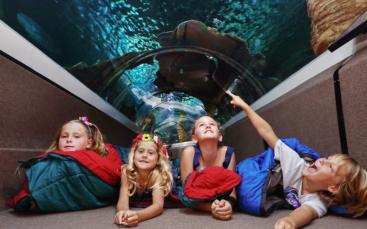 Children enjoying the underwater tunnel at SEA LIFE Sunshine Coast.