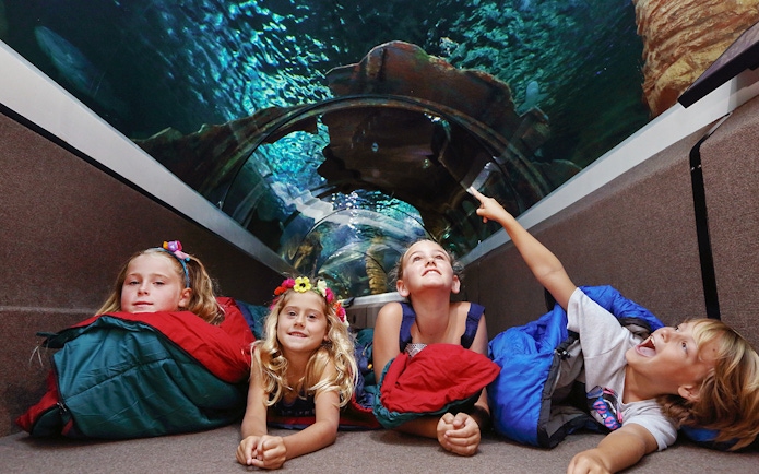 Children enjoying the underwater tunnel at SEA LIFE Sunshine Coast.