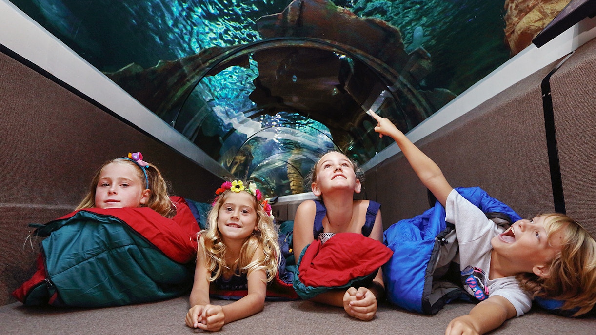 Children exploring marine exhibits at SEA LIFE Sunshine Coast.