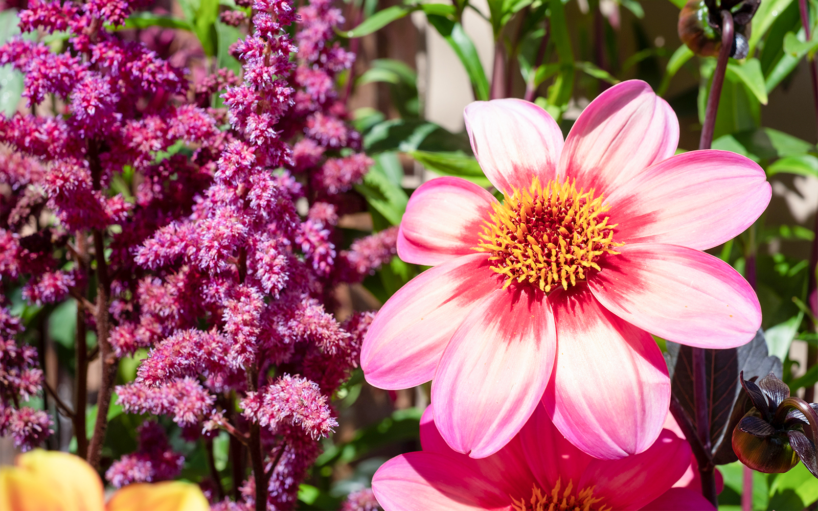 Hampton Court- Flower Show