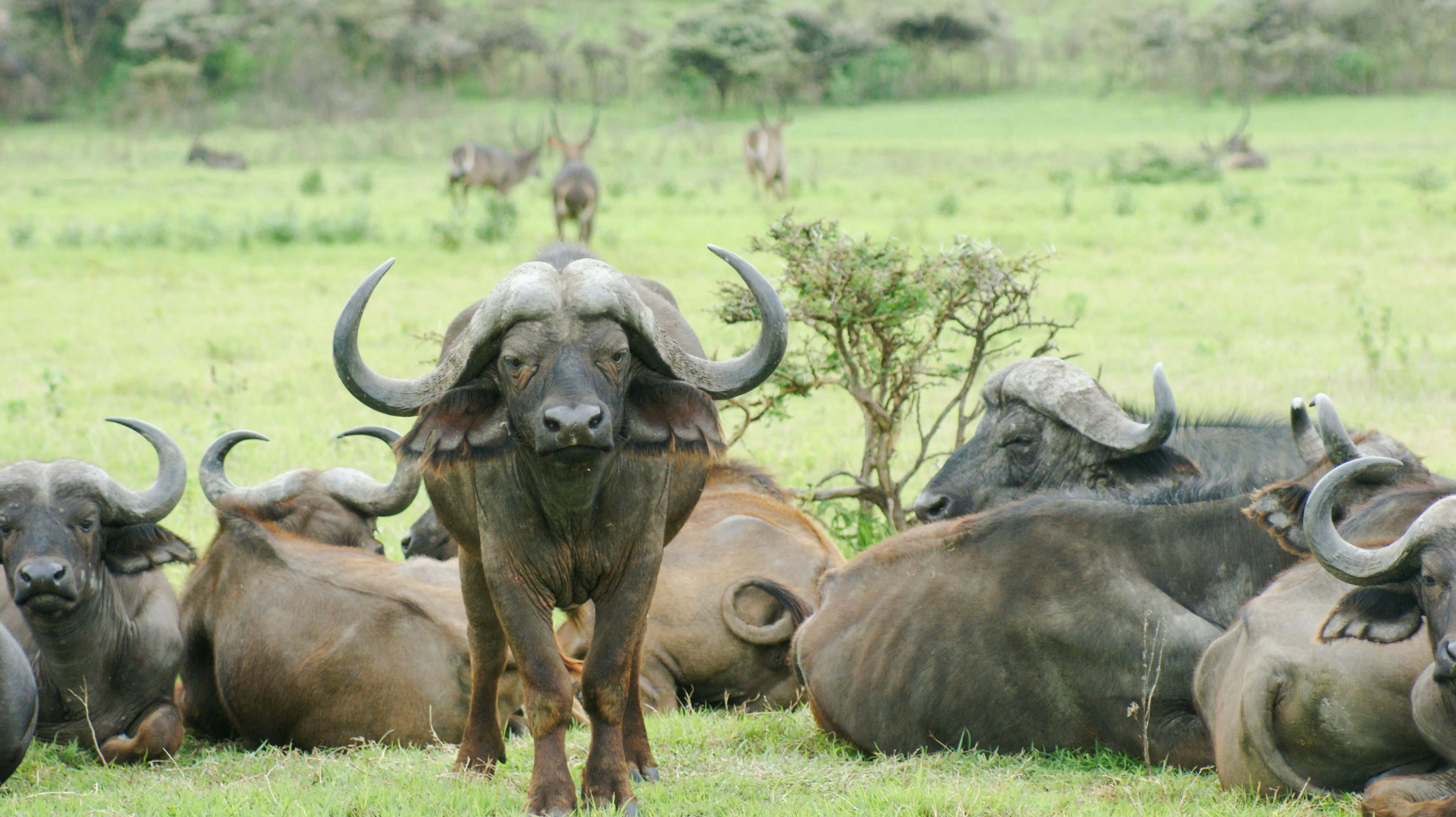 from zanzibar: mikumi national park day safari by air-1
