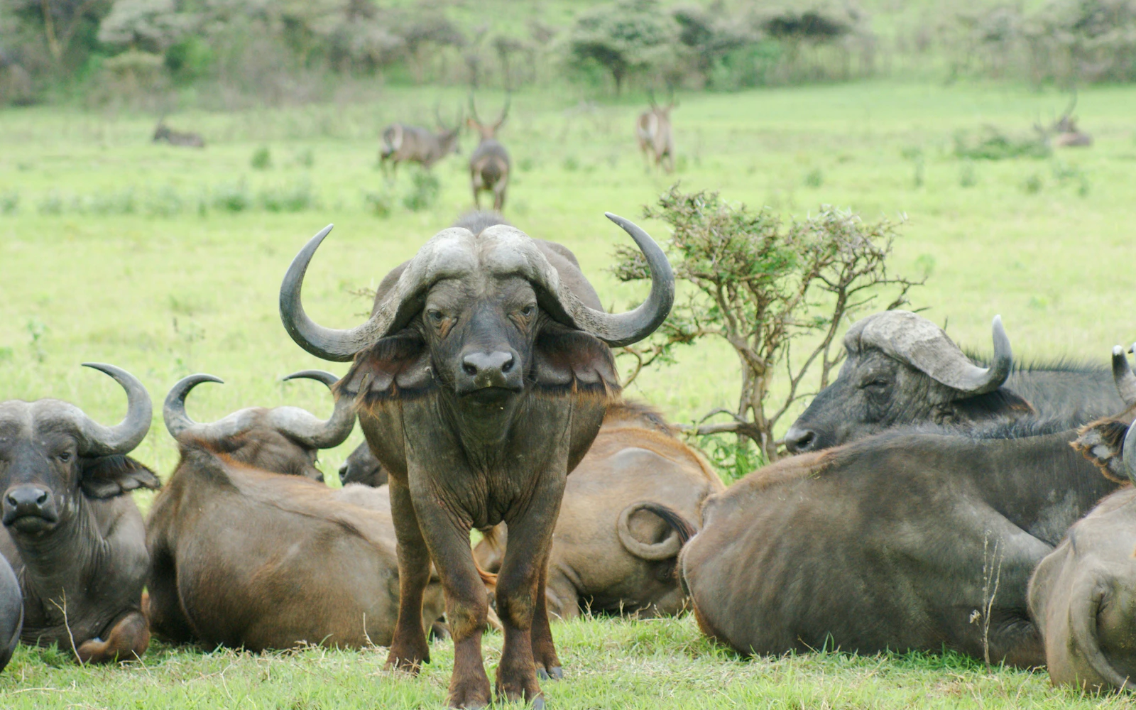 From Zanzibar: Mikumi National Park Day Safari By Air (Product 53677)