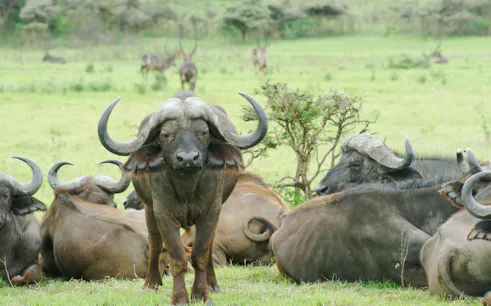 from zanzibar: mikumi national park day safari by air-1