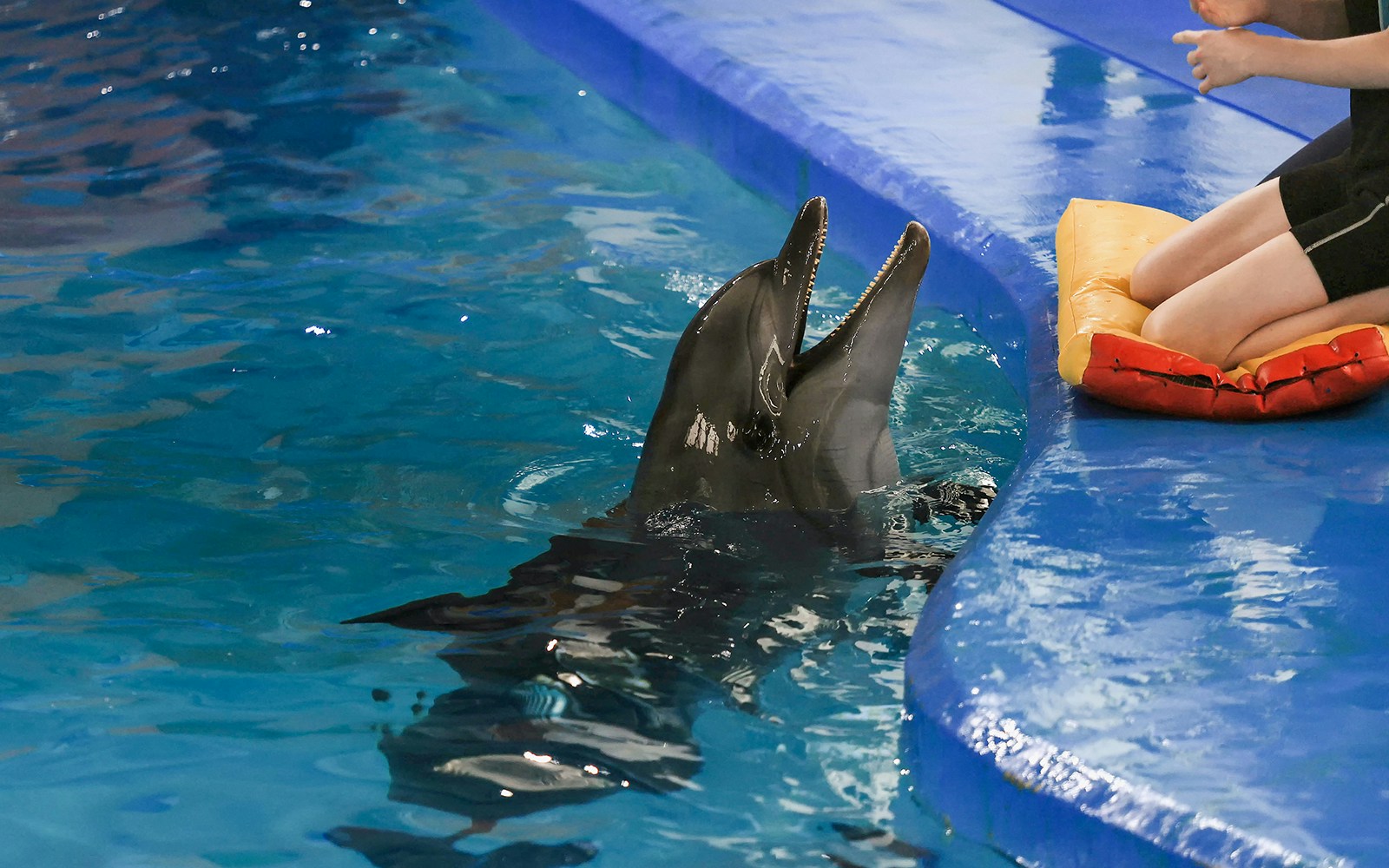 Show with dolphins. the trainer works with a trained dolphin in the pool.