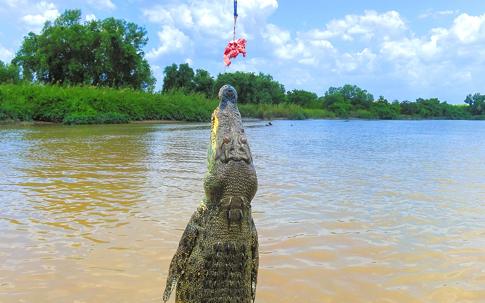 From Darwin: Half-Day Wildlife Tour with Jumping Crocodile Cruise