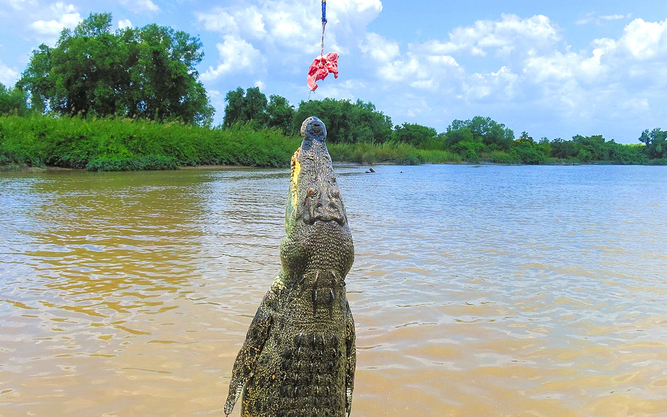 Crocodile jumping for food during a wildlife tour on a river.