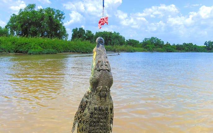 Crocodile jumping for food during a wildlife tour on a river.