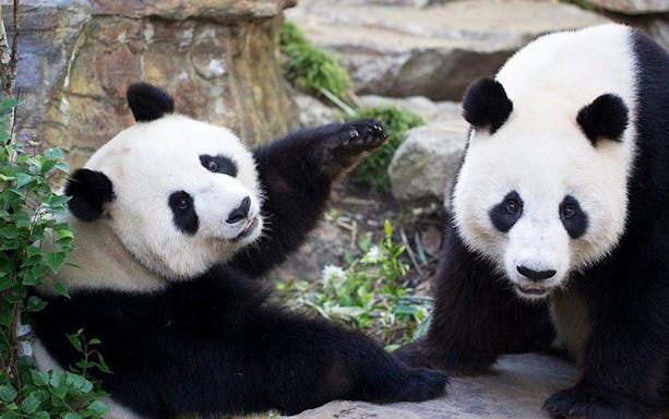 Pandas at Adelaide Zoo in their naturalistic habitat.