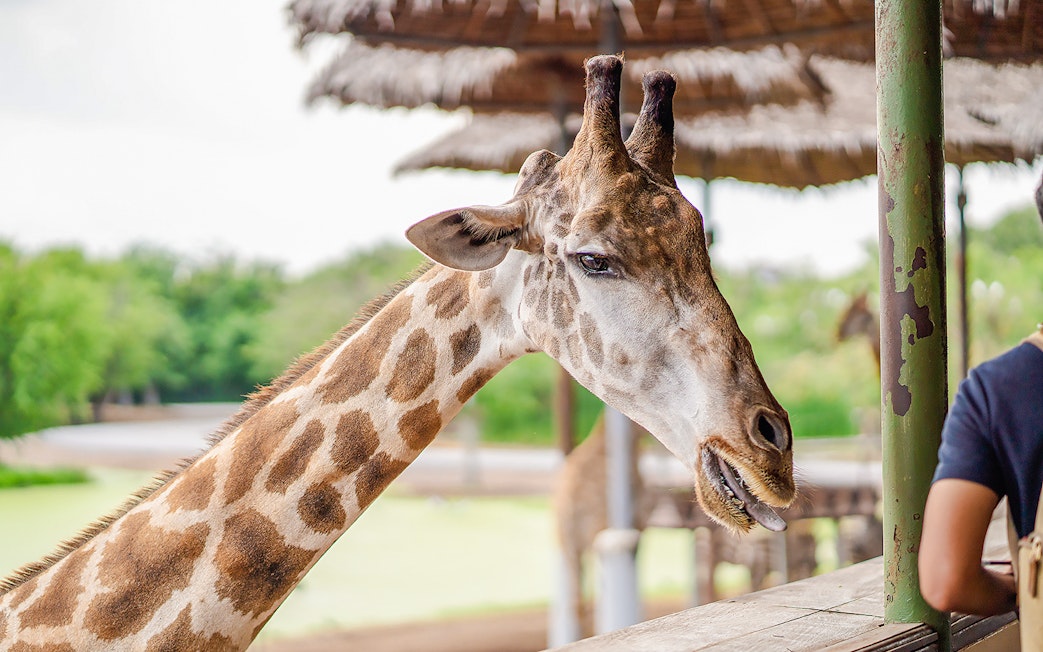 Giraffe at feeding area in Safari World.