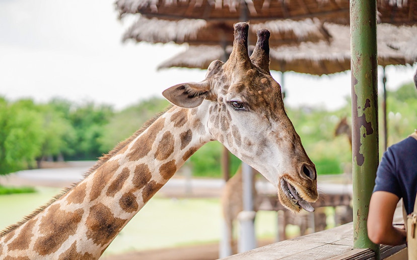 Giraffe at feeding area in Safari World.