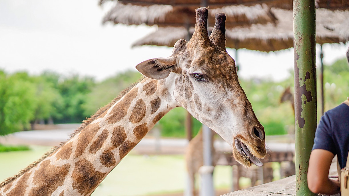 Giraffe feeding at Safari World, Bangkok.