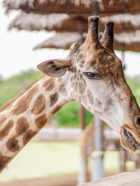 Giraffe at feeding area in Safari World.