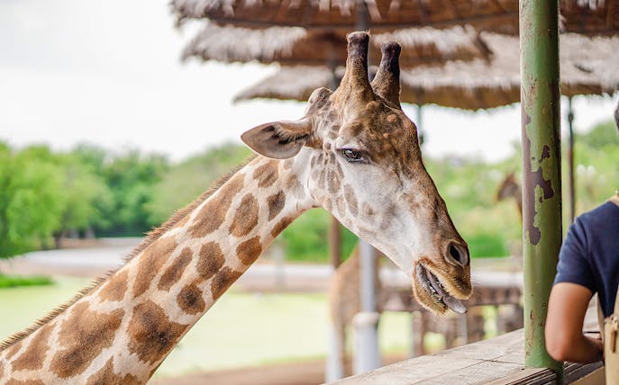 Giraffe at feeding area in Safari World.